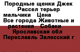 Породные щенки Джек Рассел терьер-мальчики › Цена ­ 40 000 - Все города Животные и растения » Собаки   . Ярославская обл.,Переславль-Залесский г.